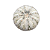 CACTO ASTROPHYTUM SUPER KABUTO SNOW - Imagem 1