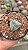 Cacto Astrophytum Myriostigma 3 k - Rarissimo - Imagem 4