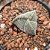 Cacto Astrophytum Myriostigma 3 k - Rarissimo - Imagem 2