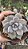 Planta Suculenta Echeveria Berveley - Imagem 2