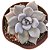 Planta Suculenta Echeveria Berveley - Imagem 3