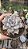 Planta Suculenta Echeveria Berveley - Imagem 1