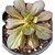 Planta Suculenta Echeveria Primadonna - Imagem 1