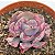 Suculenta Echeveria Beyoncé Rara De Coleção Pote 11 - Imagem 2