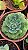 Planta Suculenta Echeveria 'Love's Light' - Imagem 1