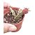 Suculenta Rara Frerea Indica X Caralluma - Imagem 1