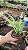PLANTA EUPHORBIA Stapelia Leendertziae Flor Sino Vinho - Imagem 3
