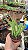 PLANTA EUPHORBIA Stapelia Leendertziae Flor Sino Vinho - Imagem 2
