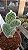 Cacto Mickey  (Opuntia microdasys) Kit com 3 Cores - Imagem 8