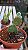 Cacto Mickey  (Opuntia microdasys) Kit com 3 Cores - Imagem 1