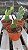 Cacto Mickey  (Opuntia microdasys) Kit com 3 Cores - Imagem 4