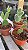 Cacto Mickey  (Opuntia microdasys) Kit com 3 Cores - Imagem 2