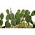 Cacto Mickey  (Opuntia microdasys) Kit com 3 Cores - Imagem 9