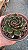 Planta Suculenta Echeveria San Luiz - Imagem 3