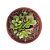 Planta Suculenta Anacampseros Rufflens - Imagem 1