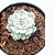 Suculenta Echeveria TinkerBell Variegata pote 9 / Pequena - Imagem 1