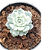 Suculenta Echeveria TinkerBell Variegata pote 9 / Pequena - Imagem 4