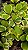 Suculenta Hoya Kerrii Variegata pote 11 - 3 ou mais corações - Imagem 3