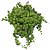 Suculenta Senecio Rowleyanus ou Colar de pérolas pote 11 - Imagem 1