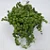 Suculenta Senecio Rowleyanus ou Colar de pérolas pote 11 - Imagem 2