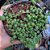 Suculenta Senecio Rowleyanus ou Colar de pérolas pote 11 - Imagem 3