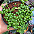 Suculenta Senecio Rowleyanus ou Colar de pérolas pote 11 - Imagem 5