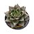 Suculenta Echeveria Dionysius pt09 - Imagem 2