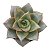 Suculenta Echeveria Dionysius pt09 - Imagem 1