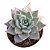 Planta Suculenta Echeveria Aquila - Imagem 2