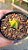 Cacto Astrophytum Myriostigma cv. Koh-yo - Imagem 3