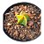 Cacto Astrophytum Myriostigma cv. Koh-yo - Imagem 1