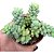 Suculenta Sedum Burrito,Dedo de moça - Imagem 1