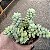 Suculenta Sedum Burrito,Dedo de moça - Imagem 5