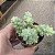 Suculenta Sedum Burrito,Dedo de moça - Imagem 3