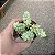 Suculenta Sedum Burrito,Dedo de moça - Imagem 2