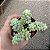 Suculenta Sedum Burrito,Dedo de moça - Imagem 4