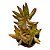 Suculenta Sedum Golden Glow - Imagem 1