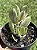 Crassula Ovata (Jade Variegata) - Imagem 2