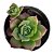 Suculenta Echeveria Jadeita pote 6 - Imagem 1