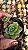 Suculenta Echeveria Jadeita pote 6 - Imagem 2