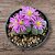Suculenta exótica GIBBAEUM DISPAR pote9 cm - Imagem 2