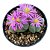 Suculenta exótica GIBBAEUM DISPAR pote9 cm - Imagem 1