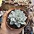 Suculenta Echeveria Peacockii 11cm - Imagem 4