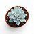 Suculenta Echeveria Peacockii 11cm - Imagem 1