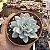 Suculenta Echeveria Peacockii 11cm - Imagem 3
