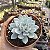 Suculenta Echeveria Peacockii 11cm - Imagem 2