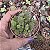 Suculenta Monanthes Polyphylla pote7(pequena) - Imagem 4
