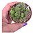 Suculenta Monanthes Polyphylla pote7(pequena) - Imagem 1