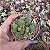 Suculenta Monanthes Polyphylla pote7(pequena) - Imagem 2