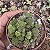 Suculenta Monanthes Polyphylla pote7(pequena) - Imagem 3